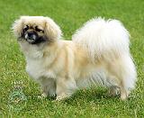 Tibetan Spaniel 9M038D-03